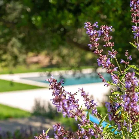 Yuna Rent - L'aldia Apartment San Pantaleo